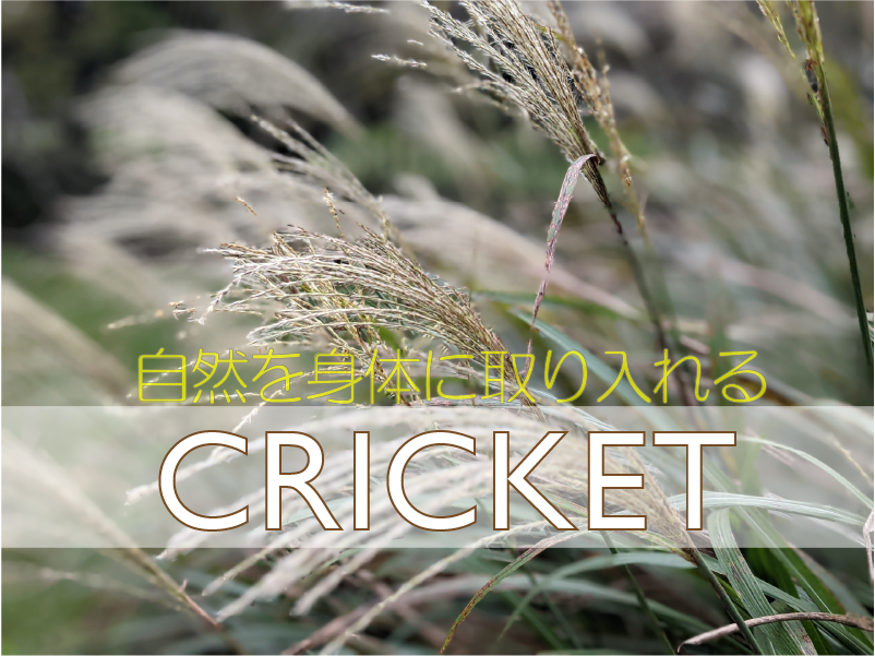 Cricket